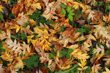 Carpet of orange leaves lying on the green grass, close up, autumn vibes. Flat lay.