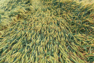 Standing unripe wheat crops bent by rain after storm, crop damage concept