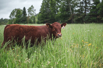 Big red saler calf walking through tall grass in summer pasture