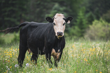 Beautiful black and white cow standing outside in summer tall grass field
