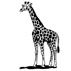 Giraffe, coloring book for kids, vector illustration