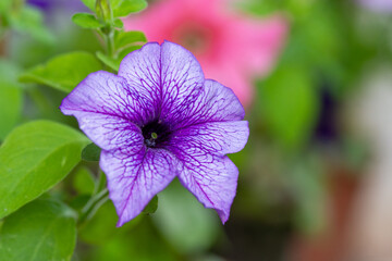 Beautiful colored fresh bright petunia flowers. Photography. Close Up.