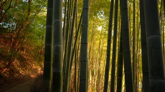 朝日が差し込む京都嵐山の竹林を見上げる