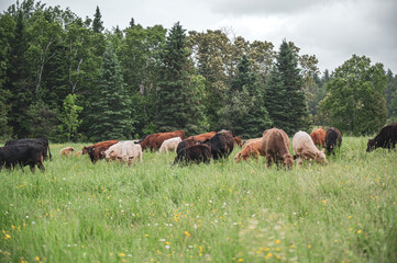 Group of cows outside in summer pasture