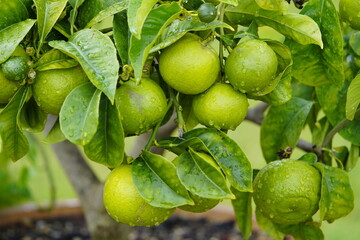 Citrus aurantium, Bizzaria di Mentara,  Rutaceae family. Hanover – Berggarten, Germany.
