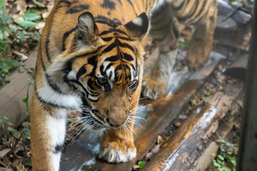 tiger