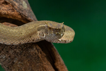 Brongersma's pit viper snake Trimeresurus or Craspedocephalus brongersmai, native to Mentawai islands, natural bokeh background