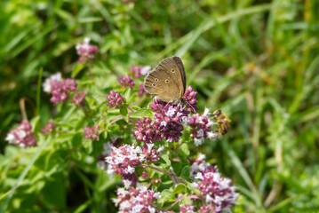 Ringlet (Aphantopus hyperantus) butterfly sitting on a pink flower in Zurich, Switzerland