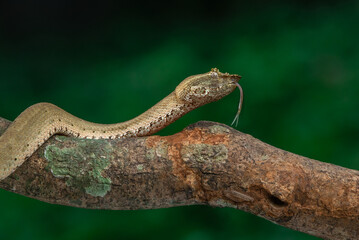 Naklejka na ściany i meble Brongersma's pit viper snake Trimeresurus or Craspedocephalus brongersmai, native to Mentawai islands, natural bokeh background