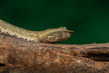 Brongersma's pit viper snake Trimeresurus or Craspedocephalus brongersmai, native to Mentawai islands, natural bokeh background
