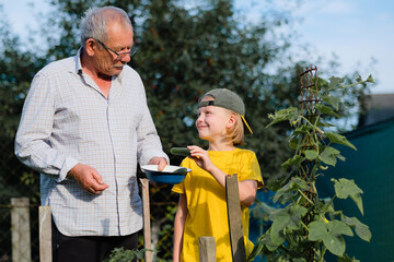 Grandfather and grandson gathering harvest vegetable. Concept of a hobby and and enjoy time. outdoors
