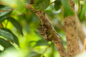 木の枝につかまるクマゼミ