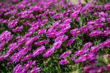 Fototapeta premium Desert rose flowers in selective focus, pink flowers