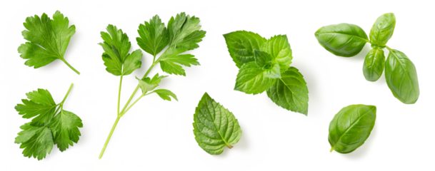 set / collection of fresh Mediterranean herbs: parsley, mint and basil leaves and twigs isolated over a transparent background, herbal food and cooking design elements, top view / flat lay