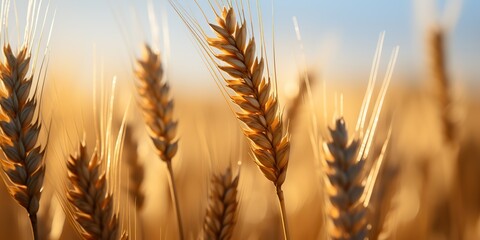 AI Generated. AI Generative. Golden wheat field sunny day. Outdoor nature countryside harvest landscape. Graphic Art