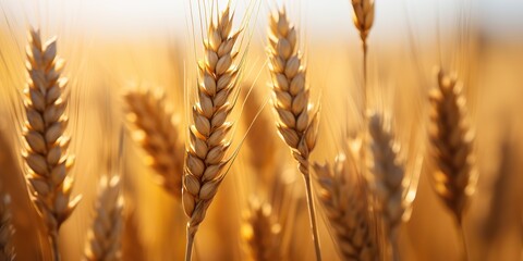 AI Generated. AI Generative. Golden wheat field sunny day. Outdoor nature countryside harvest landscape farming good view