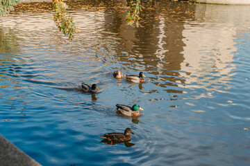 Ducks on the lake in the park. Park in the fall. Autumn trees. Wild ducks are reflected in the lake. Multi-colored bird feathers. A pond with wild ducks and drakes. A duck lake full of beautiful ducks