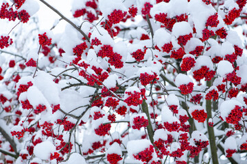 Background with a mountain ash cluster in snow