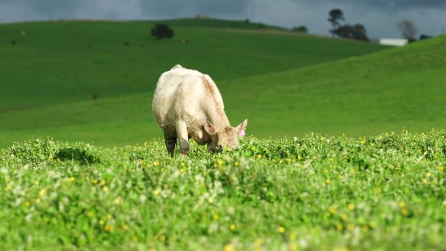 Cows grazing in a field practicing sustainable agriculture on a native grassland 