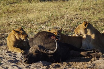 le repas des lions