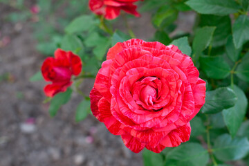 Fiesta rose. Marble rose. Red rose bush