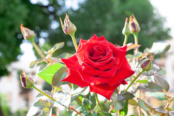 Red rose bush at the garden.