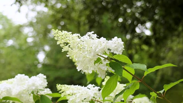 Beautiful white flowers of hydrangea paniculata close up on a summer park sky background