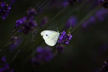 White Butterfly © Wiktor