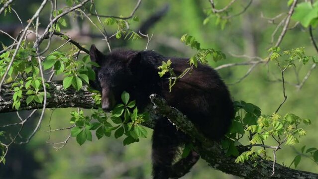 Black Bear Cub sleeping in a tree in Great Smoky Mountains National Park, TN