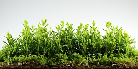 Obraz premium AI Generated. AI Generative. Nature outdoor wild green grass background. Plant field landscape side view botanical 