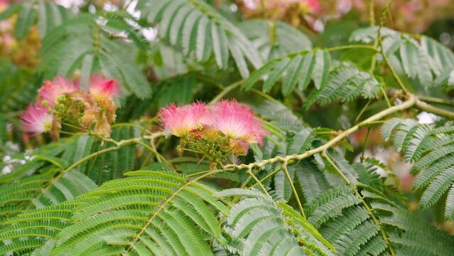 Albizia julibrissin, Persian silk tree with beautiful pink flowers closeup