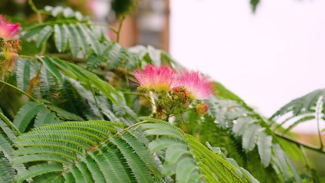 Albizia julibrissin in city. Persian silk tree with pink flowers closeup