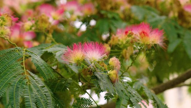 Flowering Persian silk tree. Albizia julibrissin with pink flowers closeup