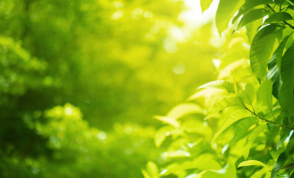selective focus.Blurred bokeh of tree garden in morning background,spring season or nature concept ideas