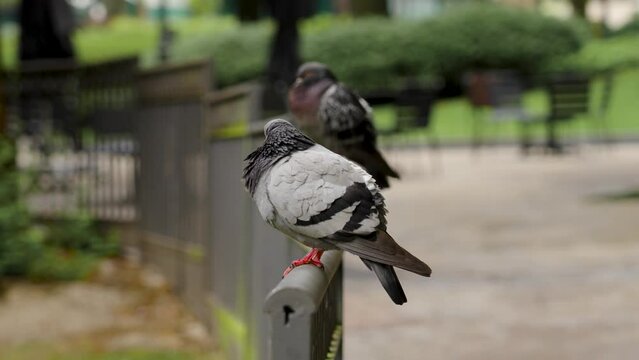 Urban pigeon bird sitting on the railing of a city natural park. Ruffled rock dove. Columba livia