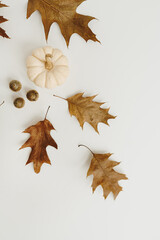 Dried oak leaves, acorns and pumpkin on white background with copy space. Flat lay, top view