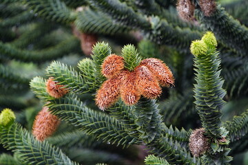 Andean fir new pine cones, Araucaria araucana is an evergreen tree. growing to 1-1.5 m (3–5 ft)...
