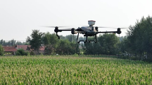 Modern technologies in agriculture. Industrial drone flies over corn field to spray pesticides