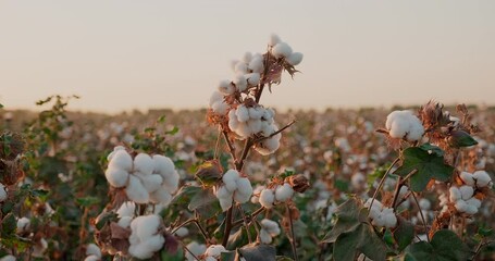 Closeup shot of cotton field at sunset. Cotton harvesting
