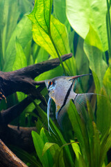 Pterophyllum Rio Nanay