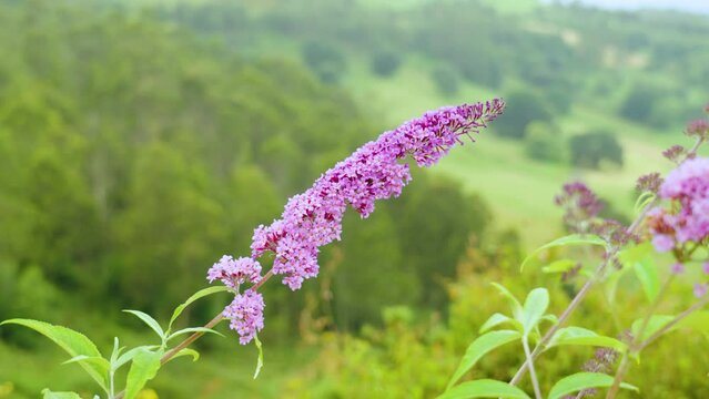 Blooming purple buddleja davidii wildflower on summer green mountain landscape background. Butterfly bush
