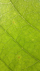Fototapeta na wymiar structured texture of green leaves suitable for Backgrounds