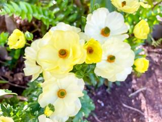 黄色いラナンキュラス