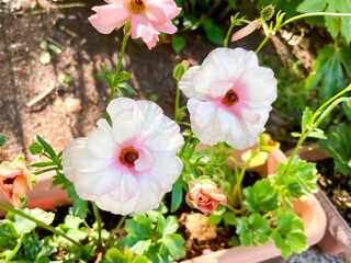 白いラナンキュラス