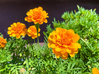 フレンチ・マリーゴールド