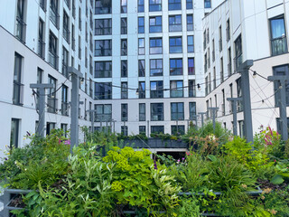 Living wall for urban greening in the city. Vertical gardening in a residential building. Green wall garden in Groningen for climate adaptation. Green fascade garden. 