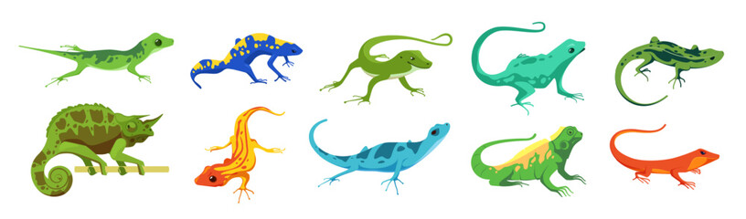 Fototapeta premium Chameleon lizards. Cute mexican salamander characters, zoo exotic reptile zoo animal for kids comic design. Vector colorful set. Different small comic spotted amphibians with tails