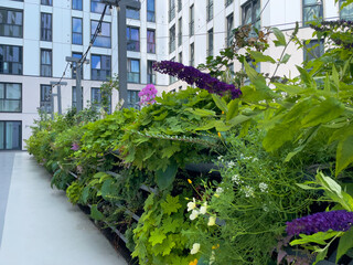 Living wall for urban greening in the city. Vertical gardening in a residential building. Green...