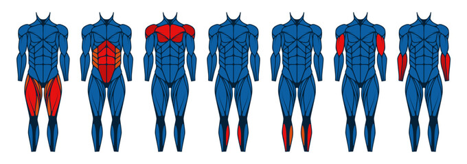 Human body muscle front. Anatomy muscles front view, man arm and chest muscles, active male bodybuilding with triceps and biceps. Vector set. Athlete workout or exercise, muscular person