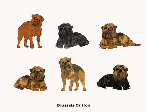 Brussels griffon colors. All coat colors. Cute dogs characters in various poses, illustrations design projects. Cartoon vector set. Dog Drawing collection set. Red, tan, belge, popular griffon colors.